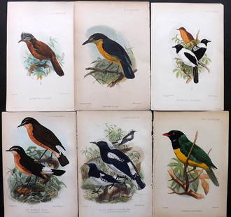 PZS 1870's Lot of 6 Hand Coloured Bird Prints: Hand Coloured Lithographs Published 1870's London for "Proceedings of the Zoological Society of London" Ilustrated by Joseph Wolf, Joseph Smit, Keulemans and others. Paper Size: 8.5 x 6 inch (22 x 16c