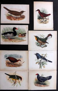 PZS 1870's Lot of 8 Hand Coloured Bird Prints: Hand Coloured Lithographs Published 1870's London for "Proceedings of the Zoological Society of London" Ilustrated by Joseph Wolf, Joseph Smit, Keulemans and others. Paper Size: 8.5 x 6 inch (22 x 16c