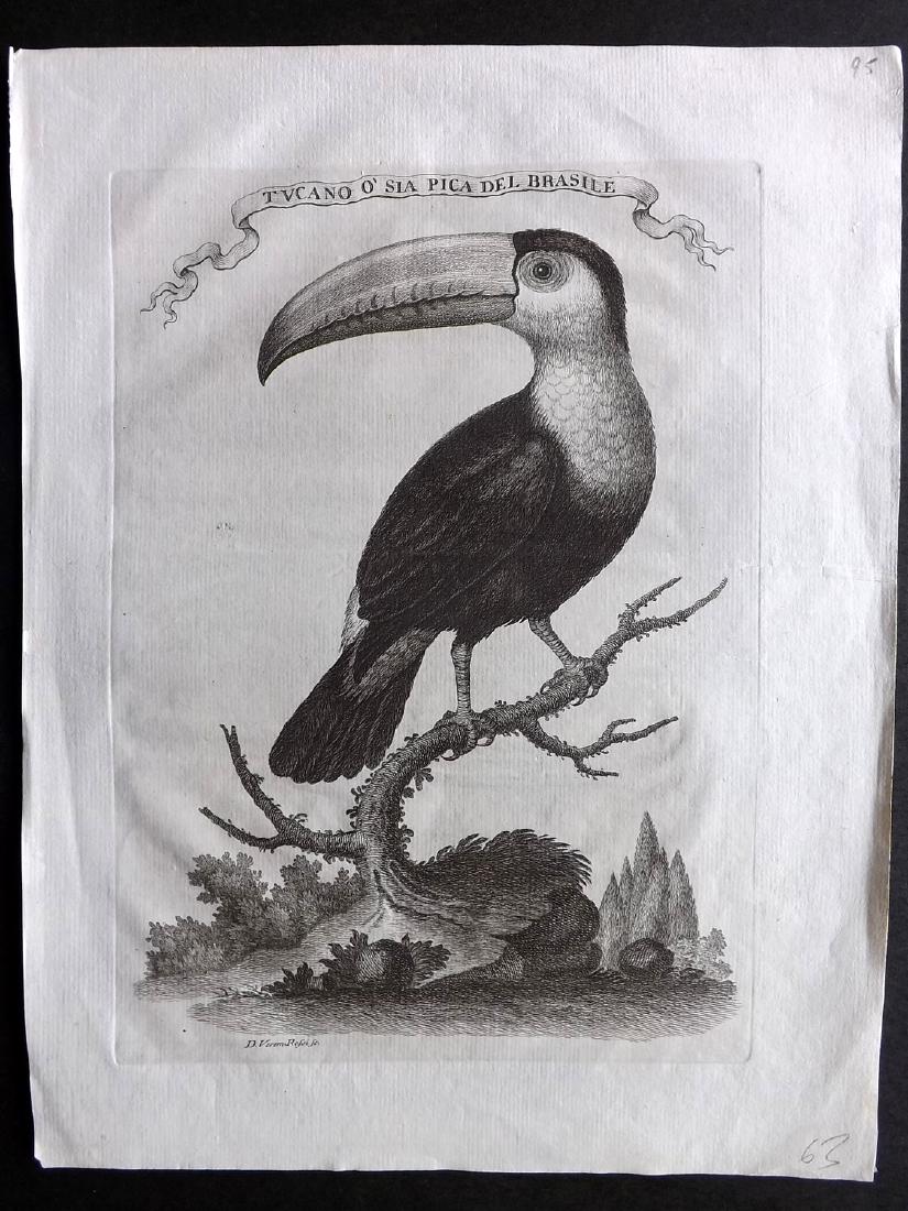 Rossi, Veremondo 1766 Copper Plate of a Toucan Bird: Copper Plate Published 1766, Livorno for "Il Gazzettiere Americano" by Veremondo Rossi. Uncommon. Paper Size: 12.5 x 9.5 inch (32 x 24cm) Minor wrinkle in centre as printed. Otherwise fine