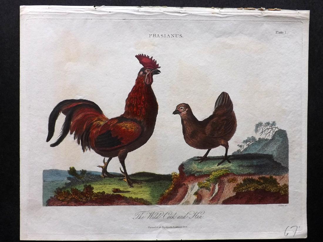 Wilkes, John 1824 Hand Coloured Poultry Print (1 of 2)
