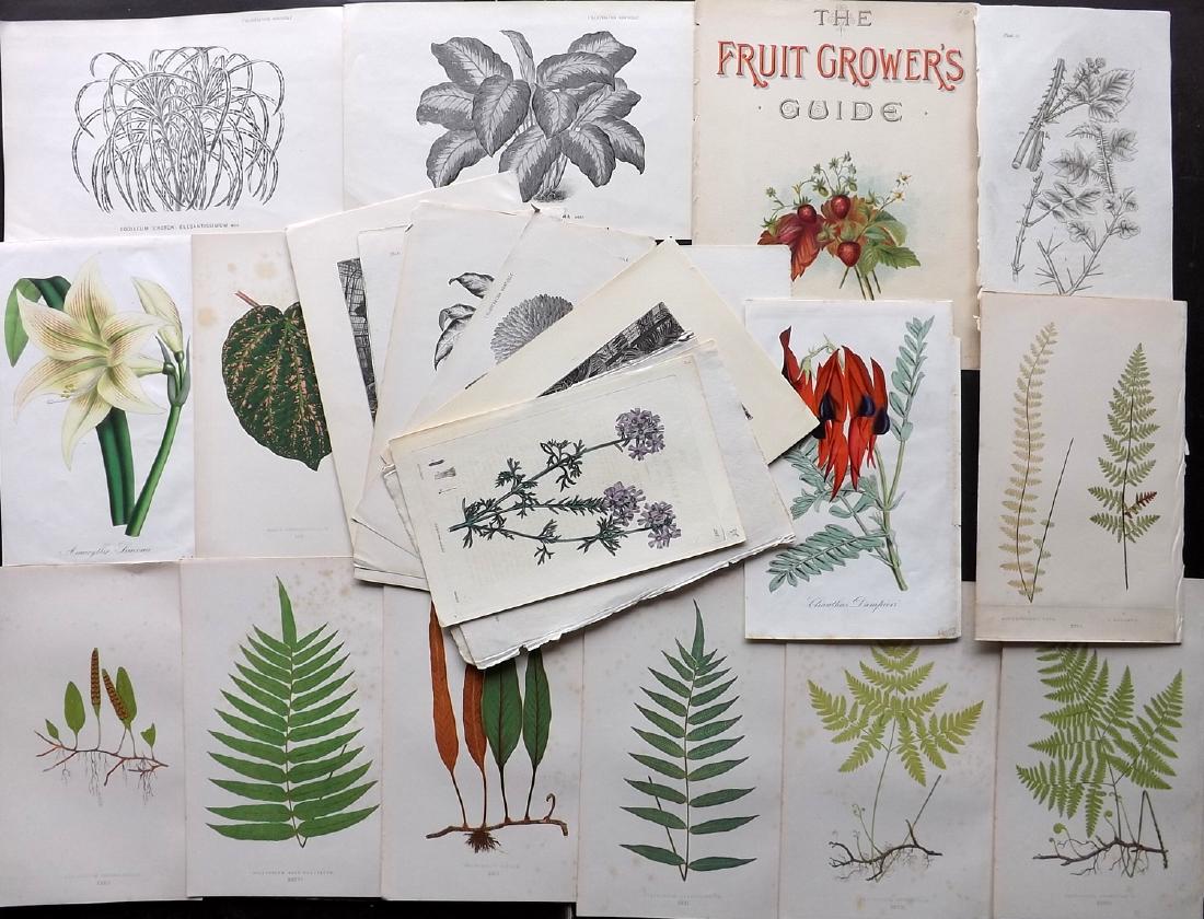 Botanical Prints 19th Cent. Mixed Lot of 25 (1 of 2)