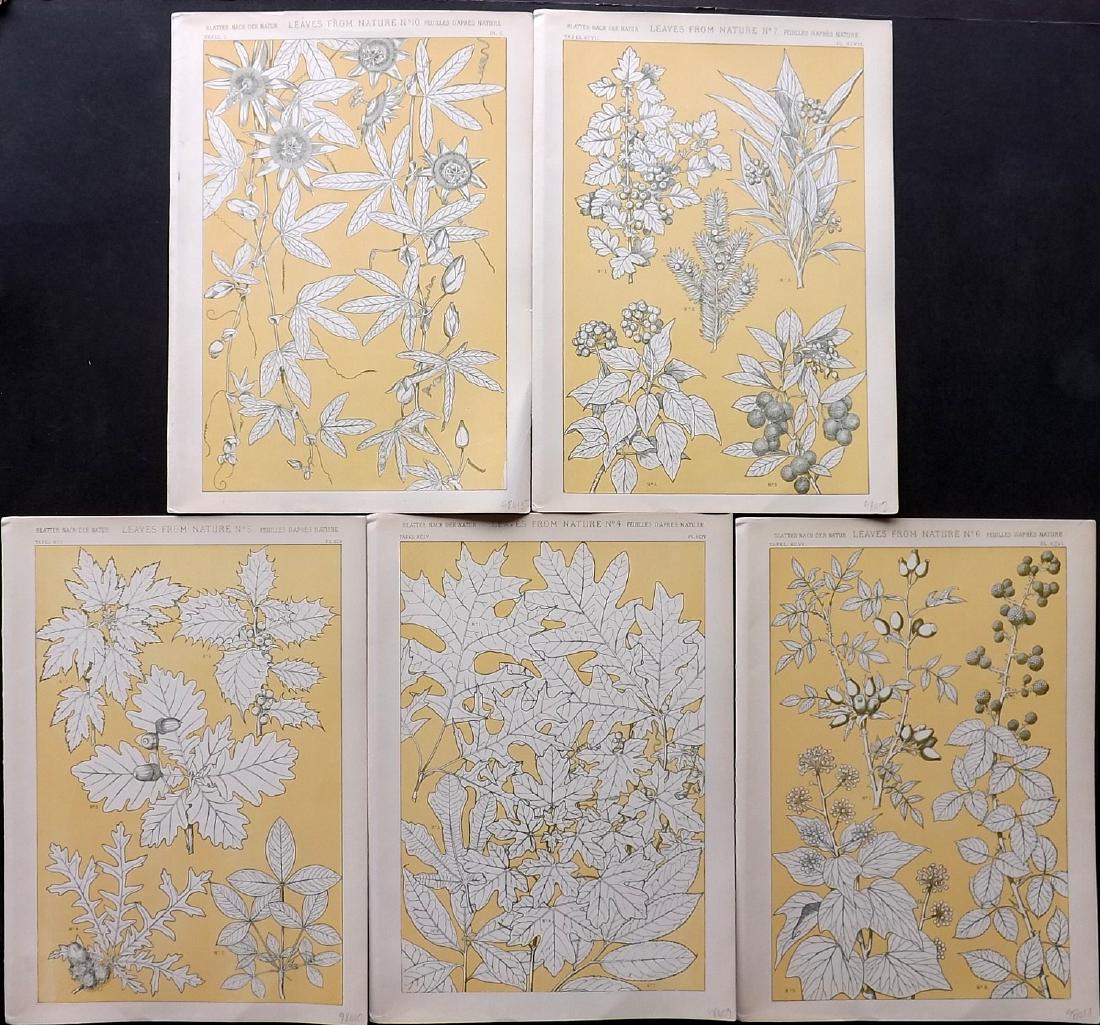 Jones, Owen 1910 Lot of 5 Botanical Prints (1 of 2)