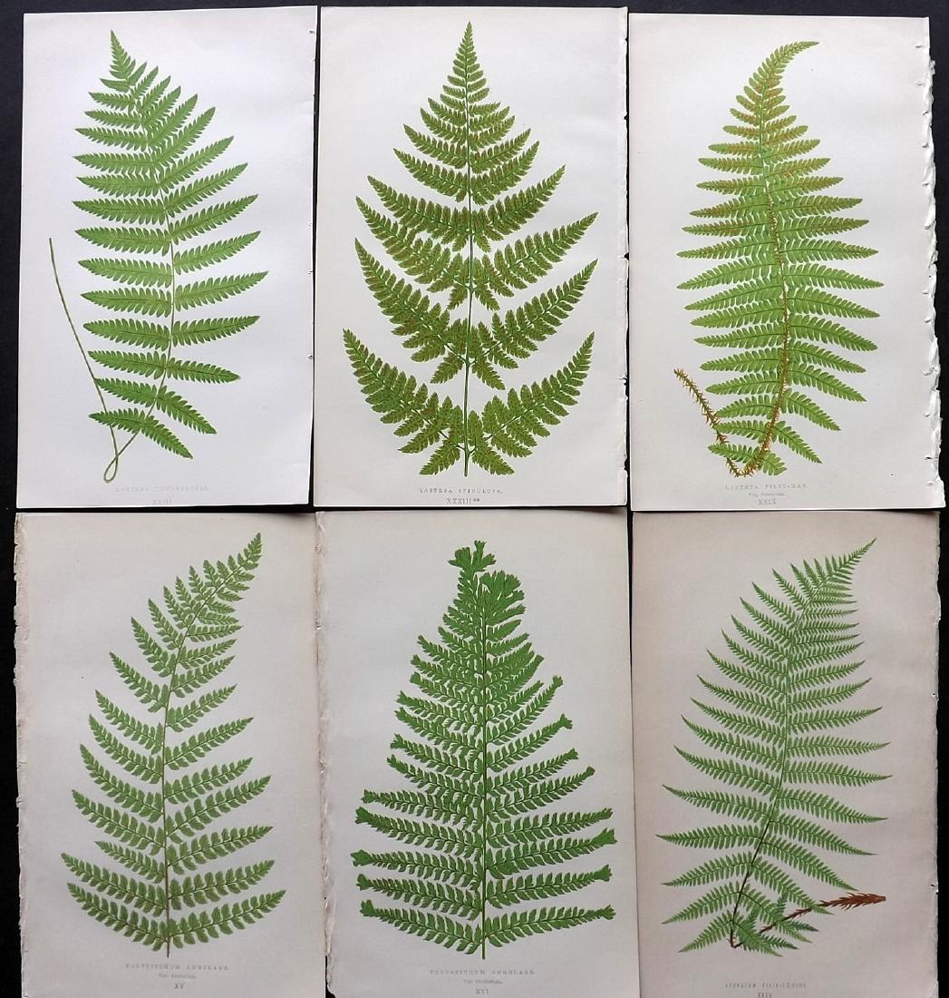 Lowe, Edward 1871 Lot of 6 Fern Prints. Botanical (1 of 2)
