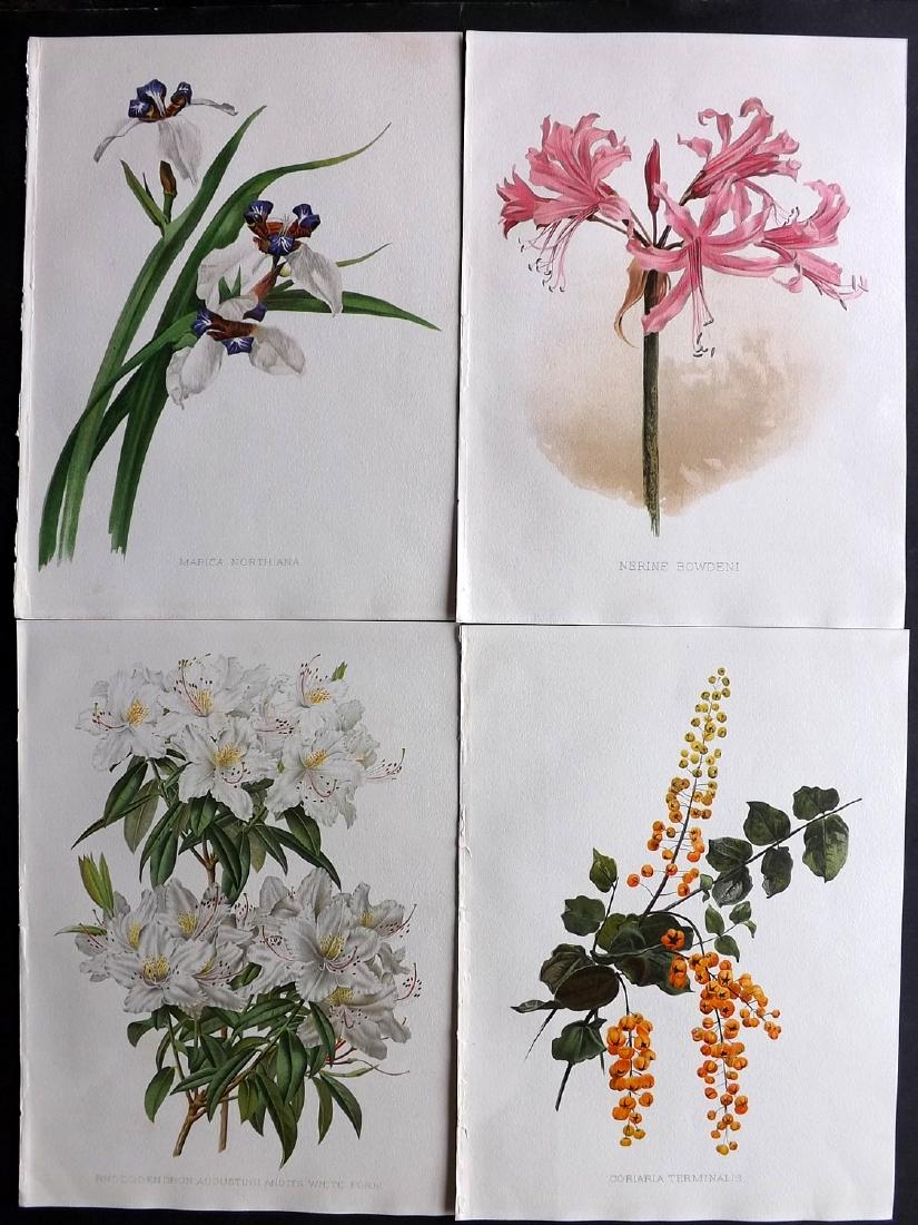 Moon, H. G. 1903 Lot of 4 Antique Botanical Prints: Chromolithographs Published 1903-05, London for "Flora and Sylva" by William Robinson.Illustrated by H. G. Moon. Paper Size: 12.5 x 9.5 inch (32 x 24cm) Good Condition