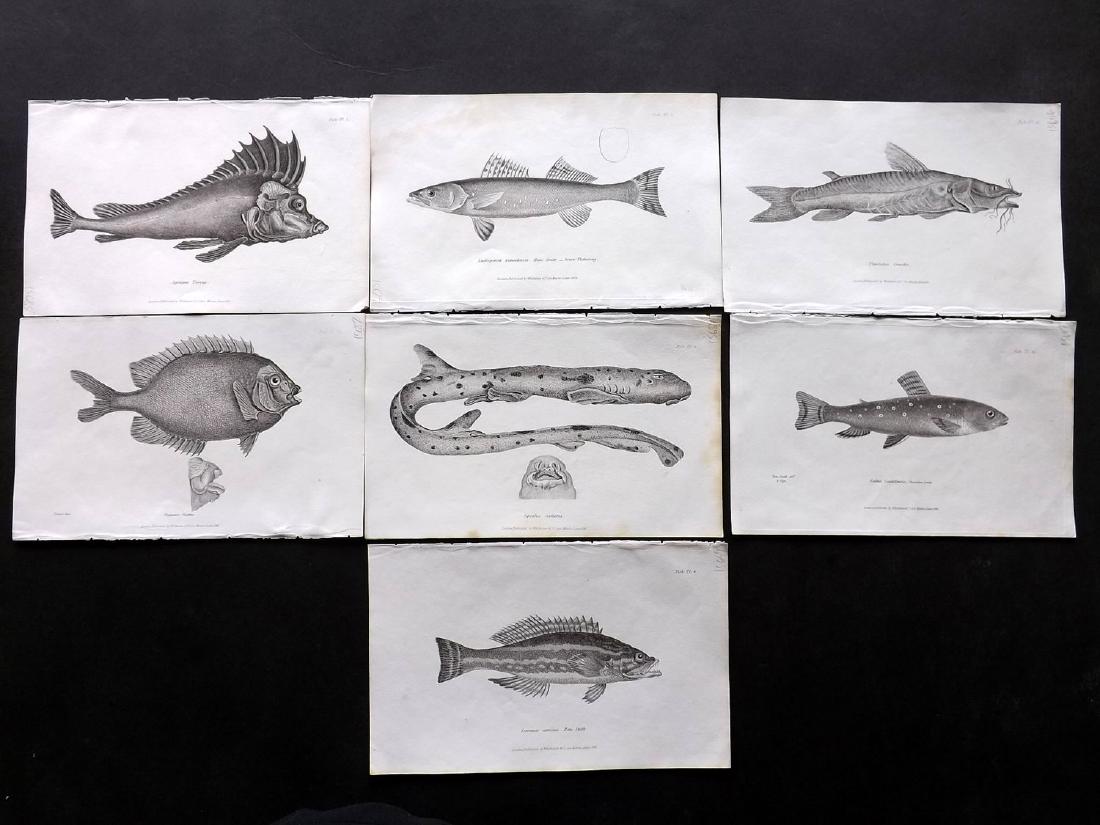 Cuvier, Baron C1830 Lot of 10 Prints. Fish (1 of 2)