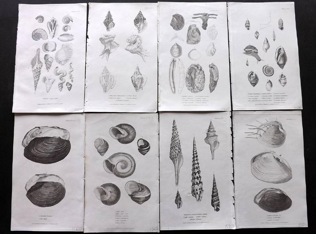 Cuvier, Baron C1830 Lot of 10 Prints. Shells (1 of 2)