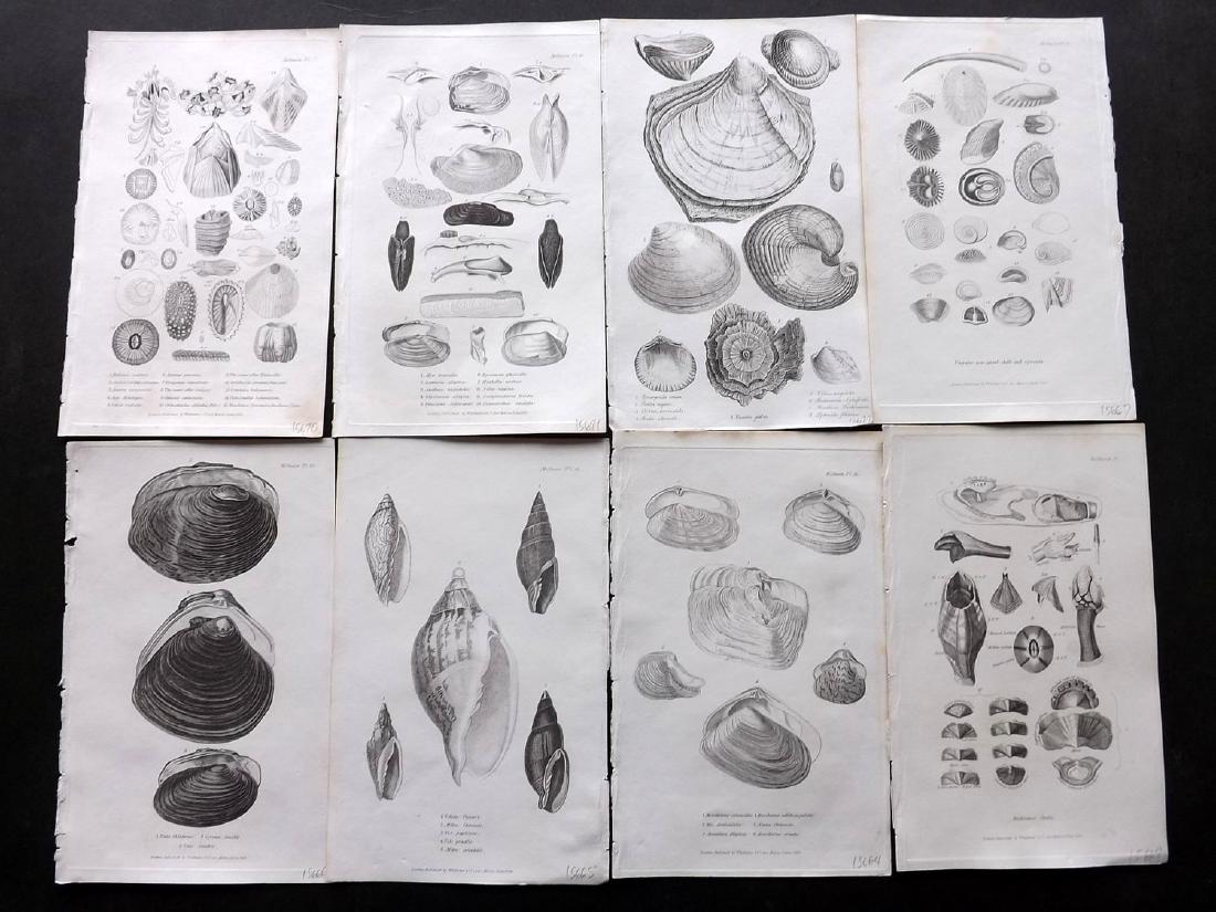Cuvier, Baron C1830 Lot of 10 Prints. Shells (1 of 2)