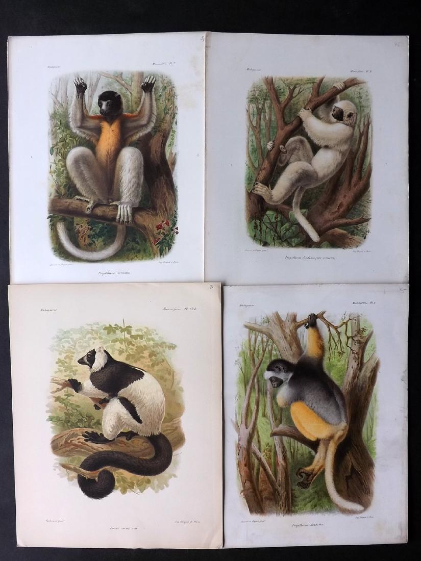 Keulemans Madagascar 1885 Lot of 6 Prints of Lemurs (1 of 2)
