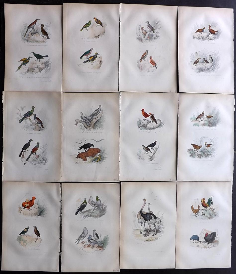 Buffon, Comte de 1857 Lot of 12 Hand Col Bird Prints: Hand Coloured Etchings Published 1853-57, Paris for "Oeuvres Completes de Buffon" by The Comte de Buffon & Pierre Flourens. Paper Size: 10.5 x 7 inch (27 x 19cm) Good Condition overall