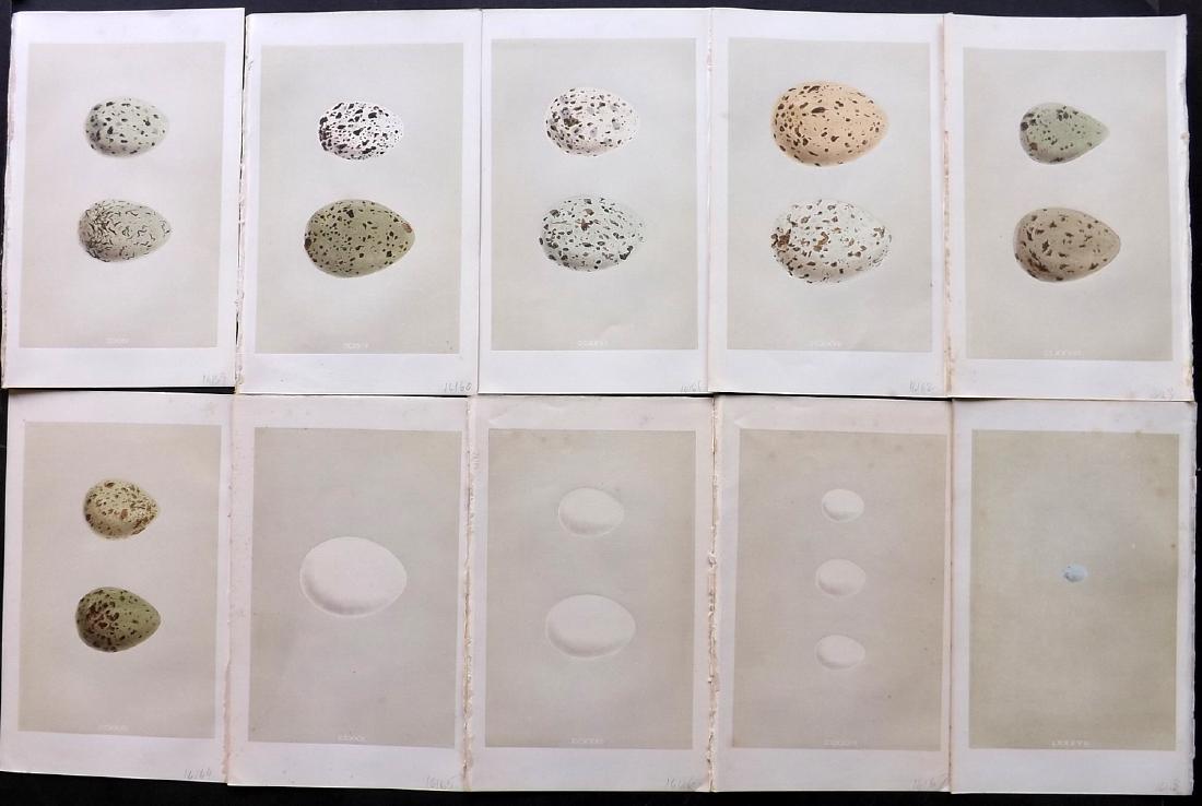 Morris, Francis 1864 Lot of 10 Bird Egg Prints: Woodblocks Published 1863-64, London for "A Natural History of the Nests and Eggs of British Birds" By the Rev. F. O. Morris, printed Benjamin Fawcett. Printed in colours and finished by hand. With ac