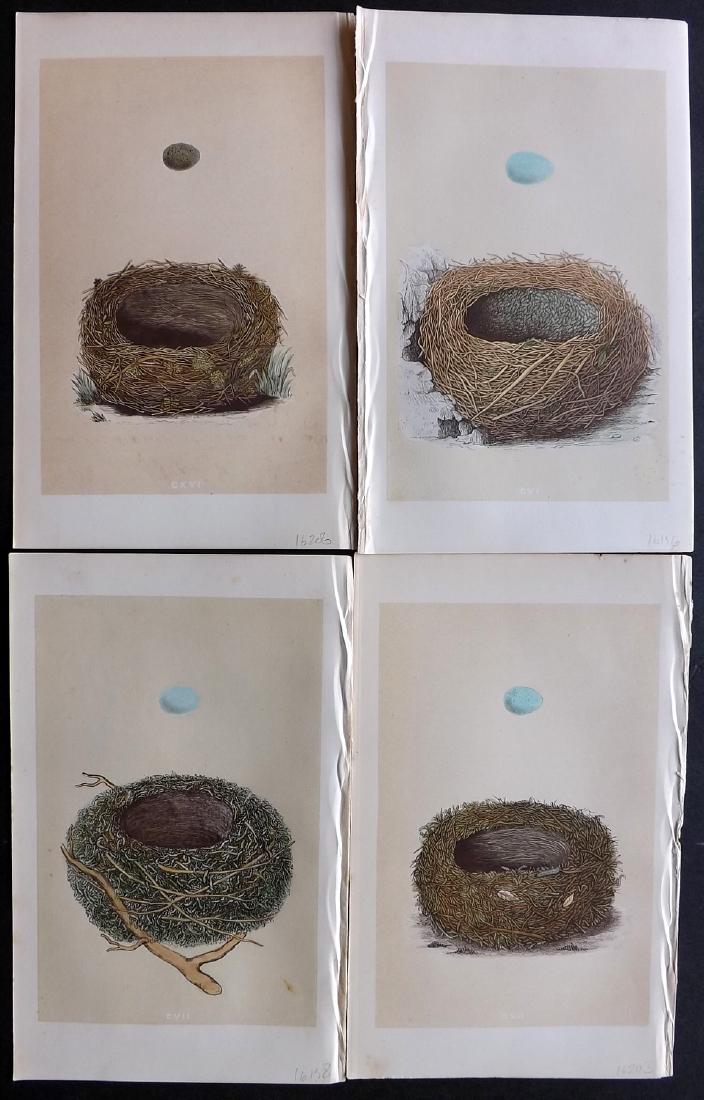 Morris, Francis 1864 Lot of 4 Bird Nest Prints: Woodblocks Published 1863-64, London for "A Natural History of the Nests and Eggs of British Birds" By the Rev. F. O. Morris, printed Benjamin Fawcett. Printed in colours and finished by hand. With ac