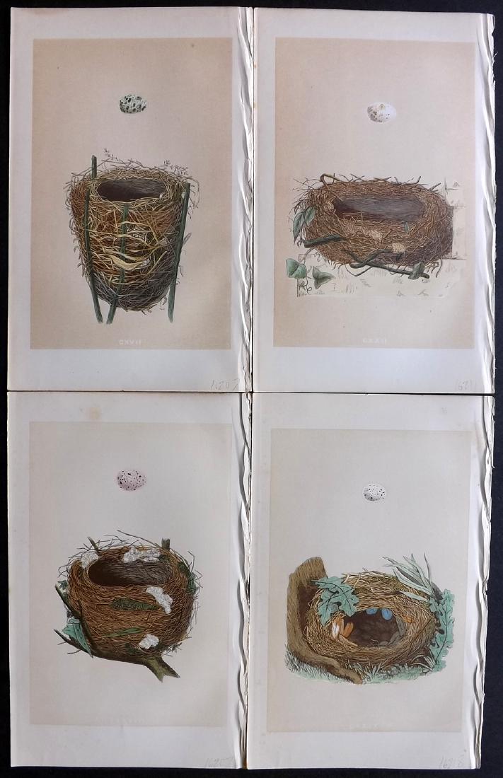 Morris, Francis 1864 Lot of 4 Bird Nest Prints: Woodblocks Published 1863-64, London for "A Natural History of the Nests and Eggs of British Birds" By the Rev. F. O. Morris, printed Benjamin Fawcett. Printed in colours and finished by hand. With ac