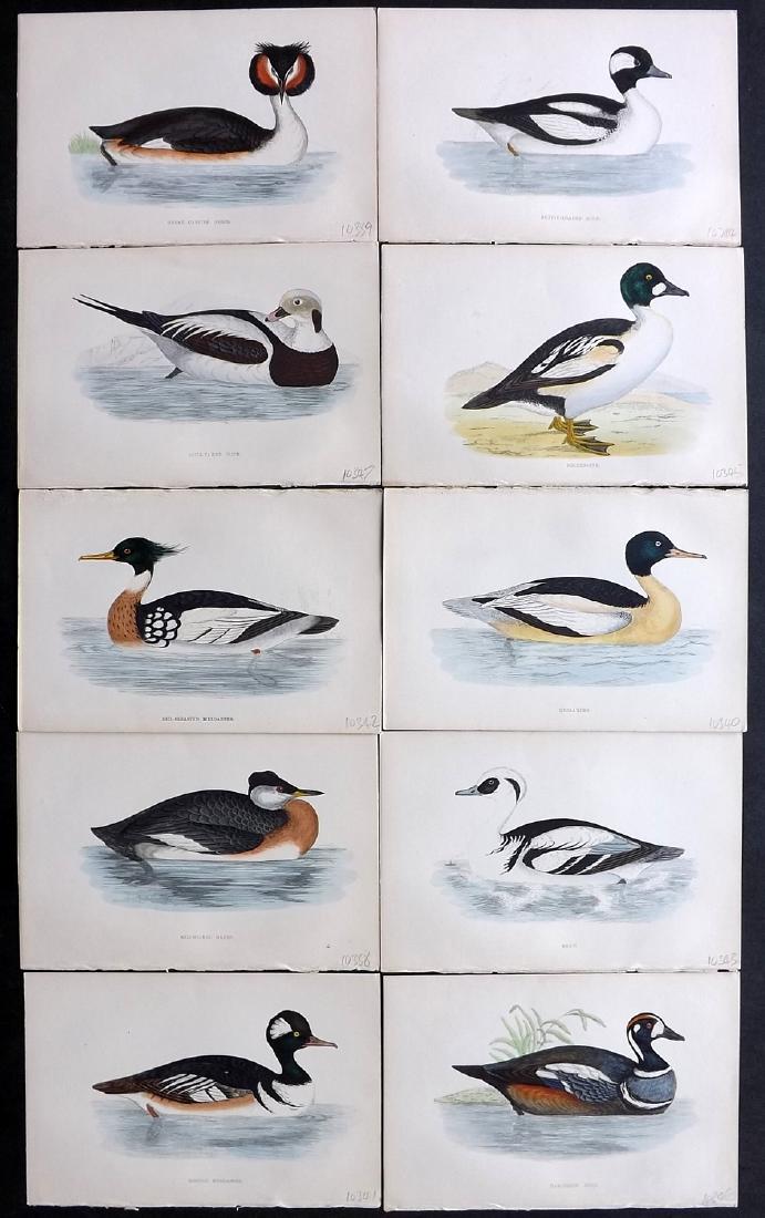 Morris, Francis 1867 Lot of 10 Hand Col Bird Prints: Woodblocks Published 1863-67, London for "A History of British Birds" by the Rev. F. O. Morris. Printed in colours and finished by Benjamin Fawcett. Paper Size: 7.5 x 5 inch (19 x 14cm) Good Condition