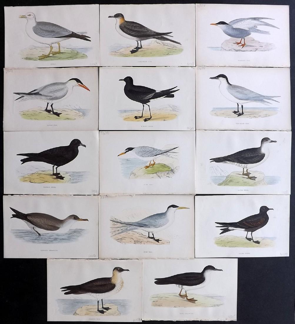 Morris, Francis 1867 Lot of 14 Hand Col Bird Prints: Woodblocks Published 1863-67, London for "A History of British Birds" by the Rev. F. O. Morris. Printed in colours and finished by Benjamin Fawcett. Paper Size: 7.5 x 5 inch (19 x 14cm) Good Condition