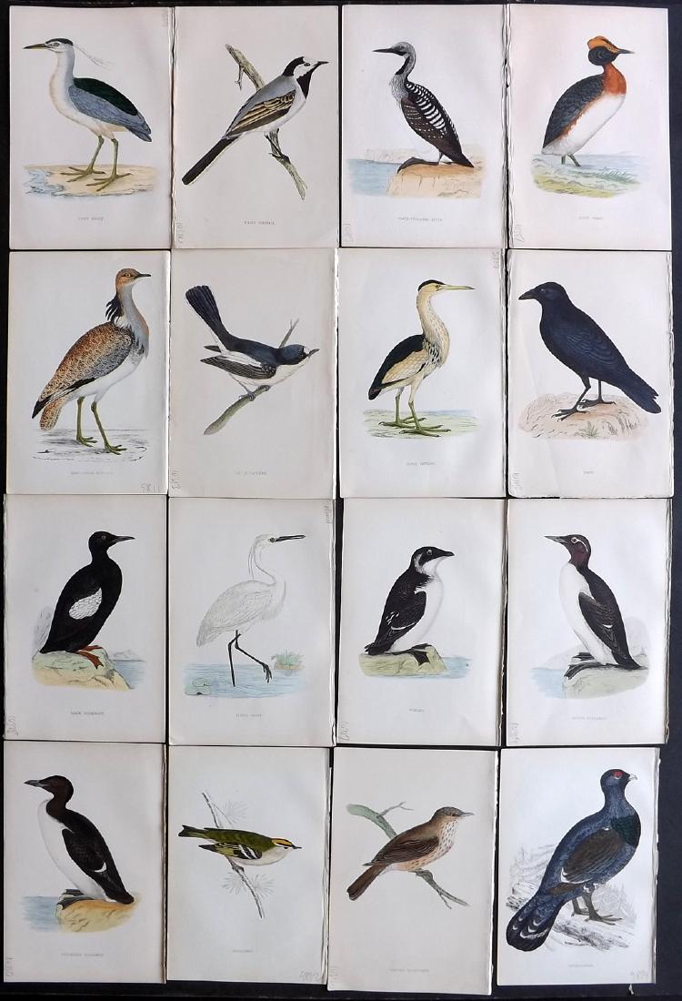 Morris, Francis 1867 Lot of 16 Hand Col Bird Prints: Woodblocks Published 1863-67, London for "A History of British Birds" by the Rev. F. O. Morris. Printed in colours and finished by Benjamin Fawcett. Paper Size: 7.5 x 5 inch (19 x 14cm) Good Condition