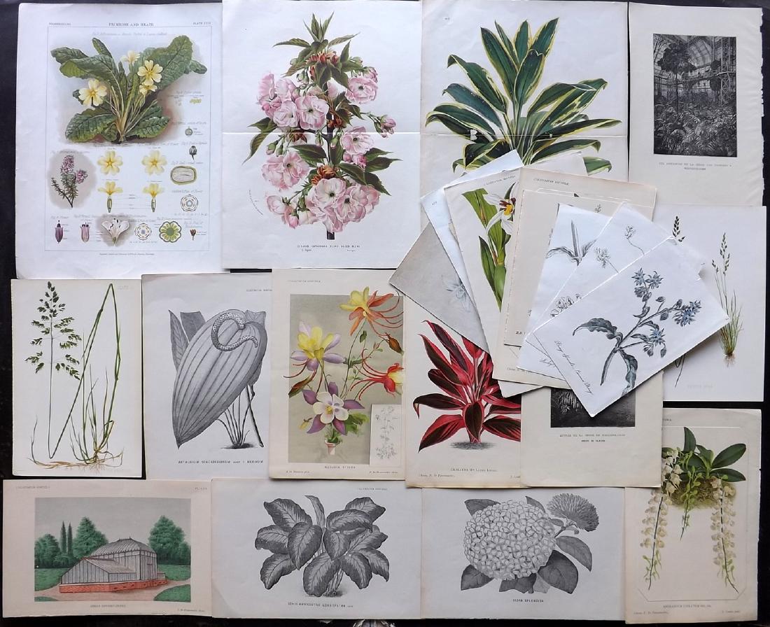 Botanical Prints 19th Cent. Mixed Lot of 23 (1 of 2)