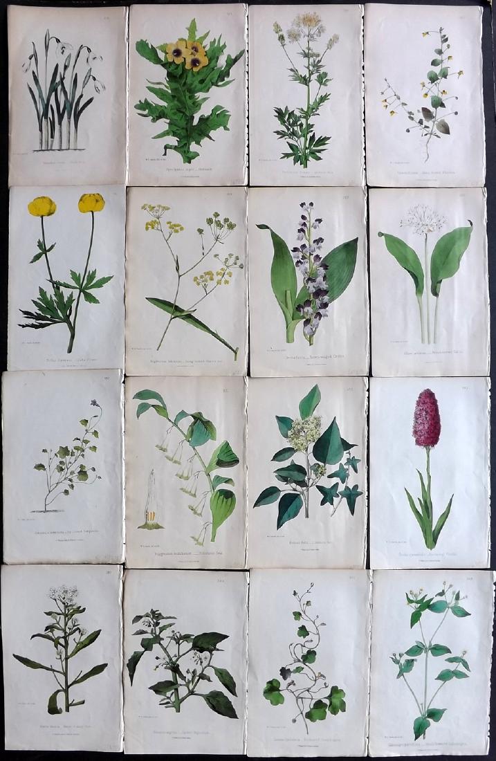 Hogg & Johnson C1870 Lot of 16 HCol Botanical Prints: Hand Coloured Lithographs Published 1863-1880, London for "The Wild Flowers of Great Britain" by Robert Hogg & George W. Johnson. Paper Size: 9 x 5.5 inch (23 x 14cm) Good Condition