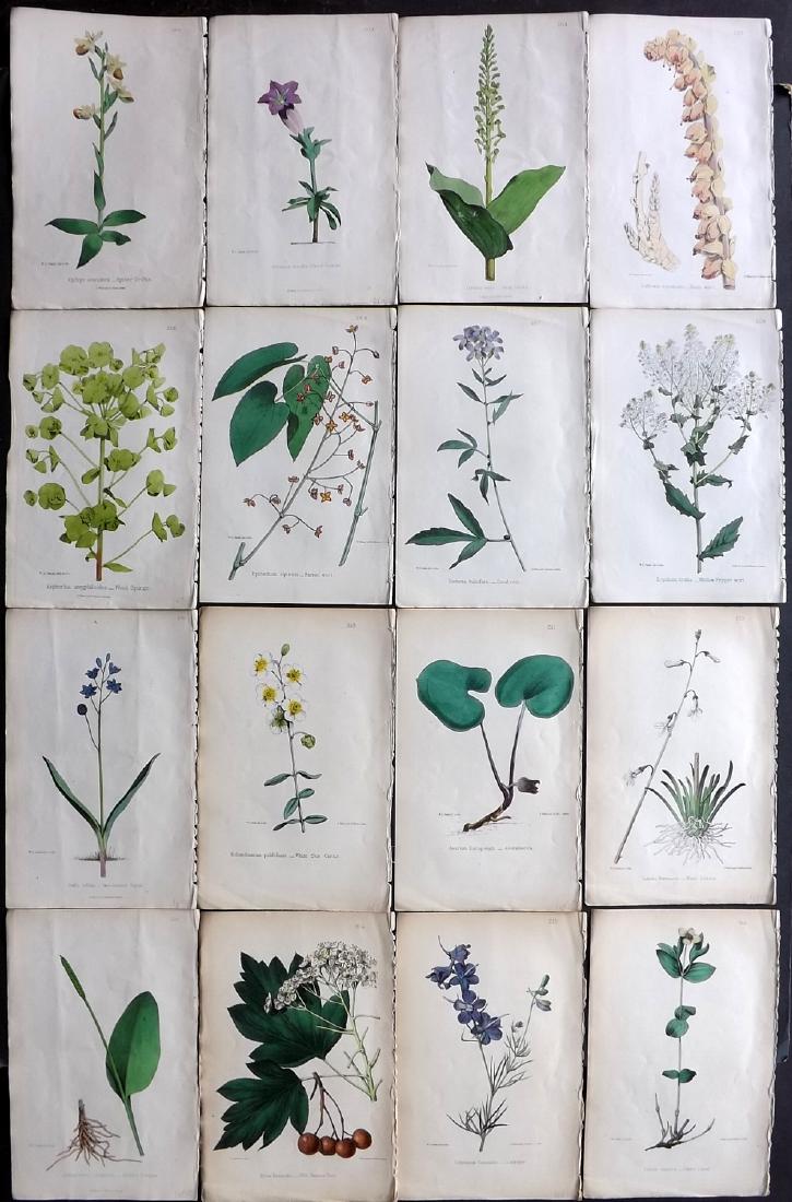 Hogg & Johnson C1870 Lot of 16 HCol Botanical Prints: Hand Coloured Lithographs Published 1863-1880, London for "The Wild Flowers of Great Britain" by Robert Hogg & George W. Johnson. Paper Size: 9 x 5.5 inch (23 x 14cm) Good Condition