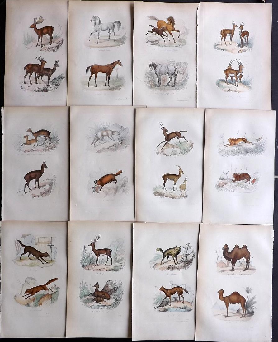 Buffon, Comte de 1857 Lot of 12 Hand Col Animal Prints: Hand Coloured Etchings Published 1853-57, Paris for "Oeuvres Completes de Buffon" by The Comte de Buffon & Pierre Flourens. Paper Size: 10.5 x 7 inch (27 x 19cm) Good Condition overall