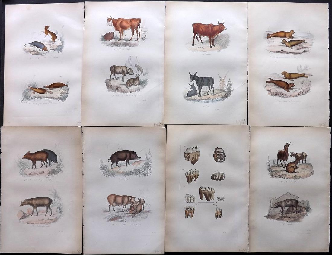 Buffon, Comte de 1857 Lot of 8 Hand Col Animal Prints: Hand Coloured Etchings Published 1853-57, Paris for "Oeuvres Completes de Buffon" by The Comte de Buffon & Pierre Flourens. Paper Size: 10.5 x 7 inch (27 x 19cm) Minor background toning. Good Conditio