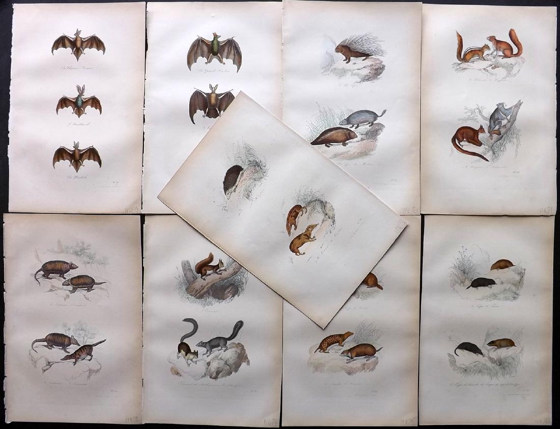 Buffon, Comte de 1857 Lot of 9 Hand Col Animal Prints: Hand Coloured Etchings Published 1853-57, Paris for "Oeuvres Completes de Buffon" by The Comte de Buffon & Pierre Flourens. Paper Size: 10.5 x 7 inch (27 x 19cm) Good Condition overall