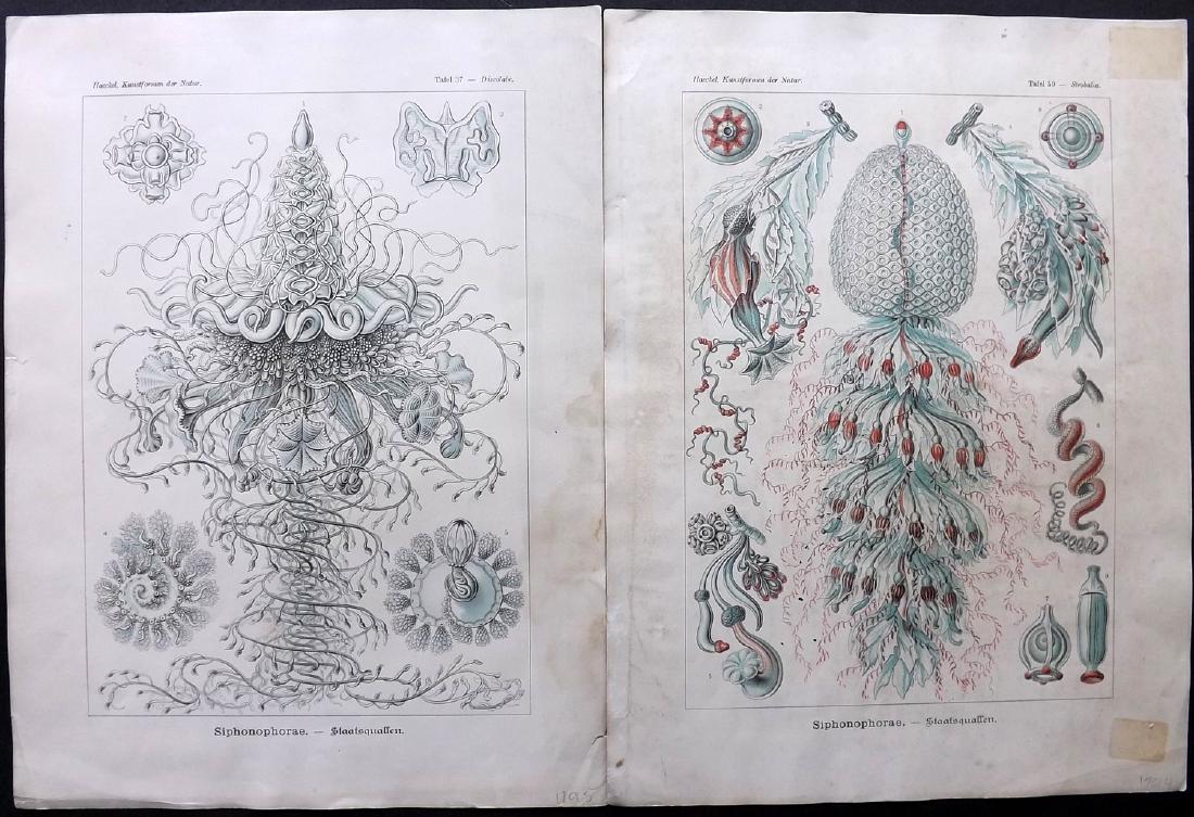 Haeckel, Ernst 1899 Pair Rare Folio Prints of Jellyfish (1 of 2)