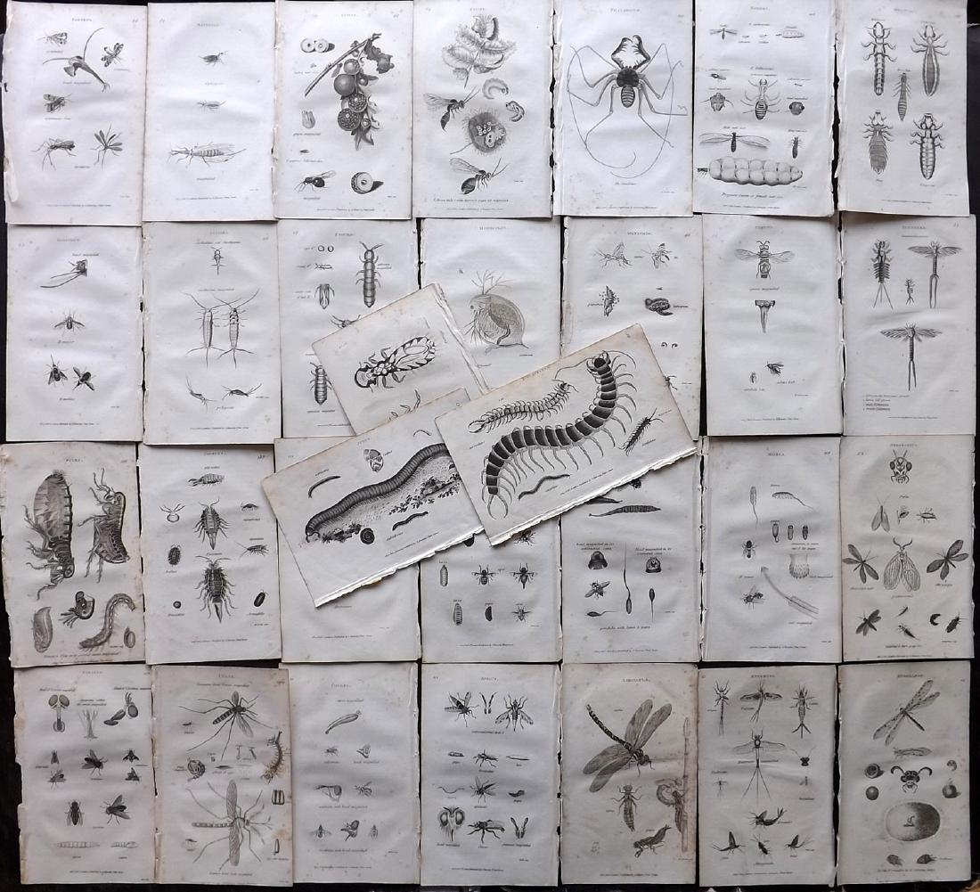 Shaw, George C1800 Lot of 31 Prints. Insects: Copper Plate Published 1800-26 by G.Kearsley, London for "General Zoology or Systematic Natural History" by George Shaw. Paper Size: 9.5 x 6.5 inch (24 x 16.5cm) Some toning in parts