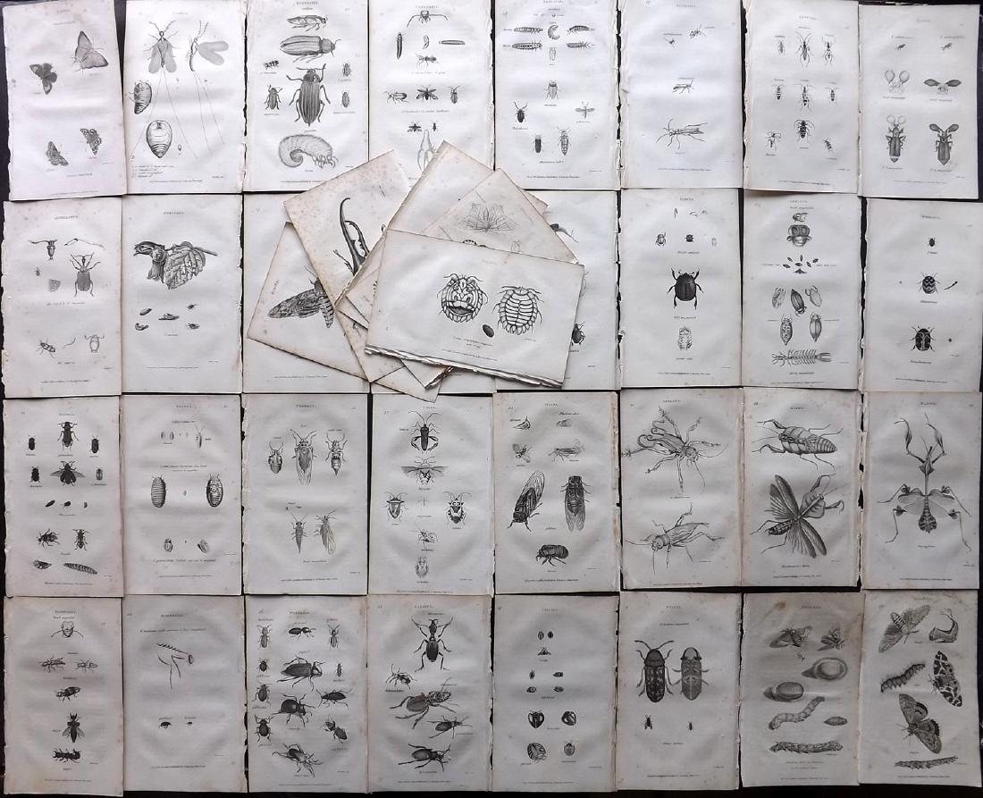 Shaw, George C1800 Lot of 37 Prints. Insects: Copper Plate Published 1800-26 by G.Kearsley, London for "General Zoology or Systematic Natural History" by George Shaw. Paper Size: 9.5 x 6.5 inch (24 x 16.5cm) Some toning in parts