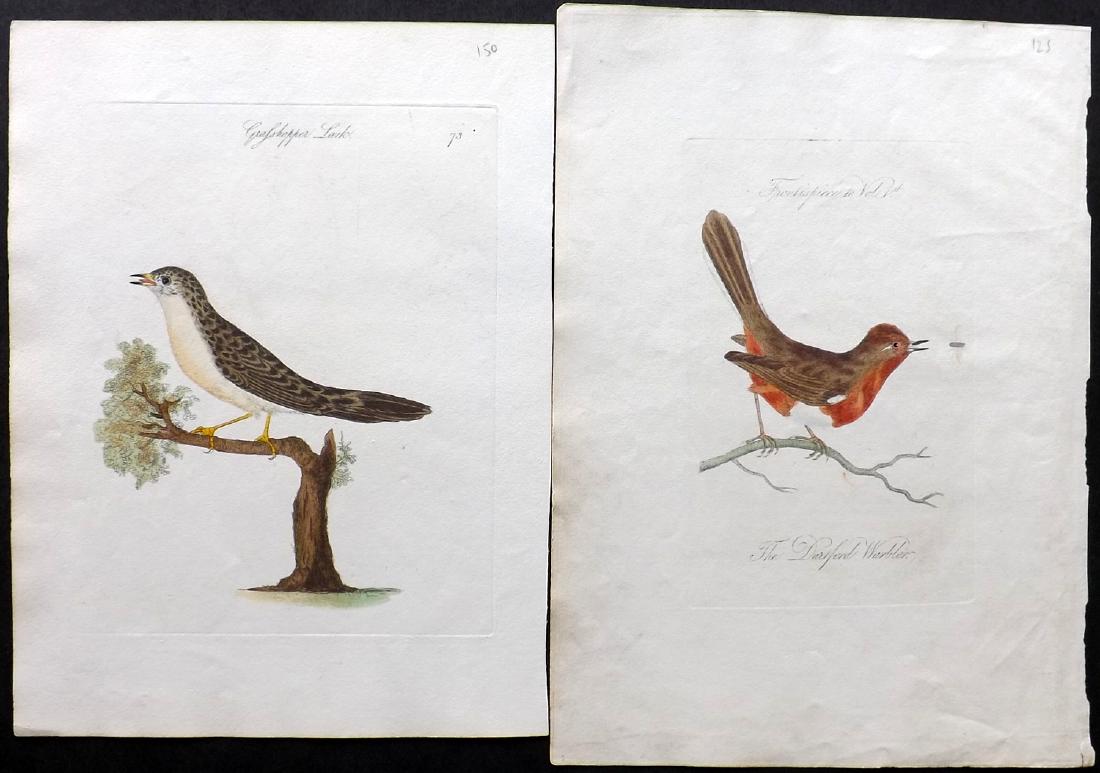 Bolton, James 1824 Pair of Hand Colored Bird Prints (1 of 2)