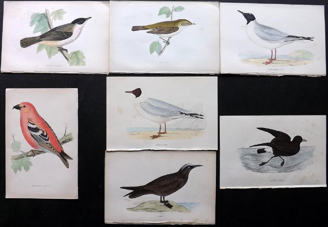Morris, Francis 1867 Lot of 7 Hand Col Bird Prints: Woodblocks Published 1863-67, London for "A History of British Birds" by the Rev. F. O. Morris. Printed in colours and finished by Benjamin Fawcett. Paper Size: 7.5 x 5 inch (19 x 14cm) Most with back