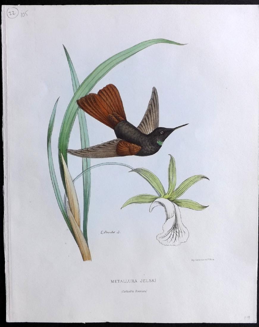 Mulsant & Bevalet 1870's Hand Col Hummingbird Print (1 of 2)