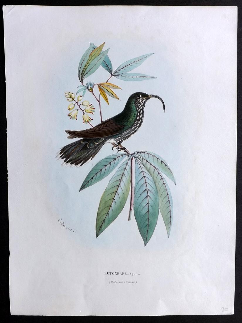Mulsant & Bevalet 1870's Hand Col Hummingbird Print (1 of 2)