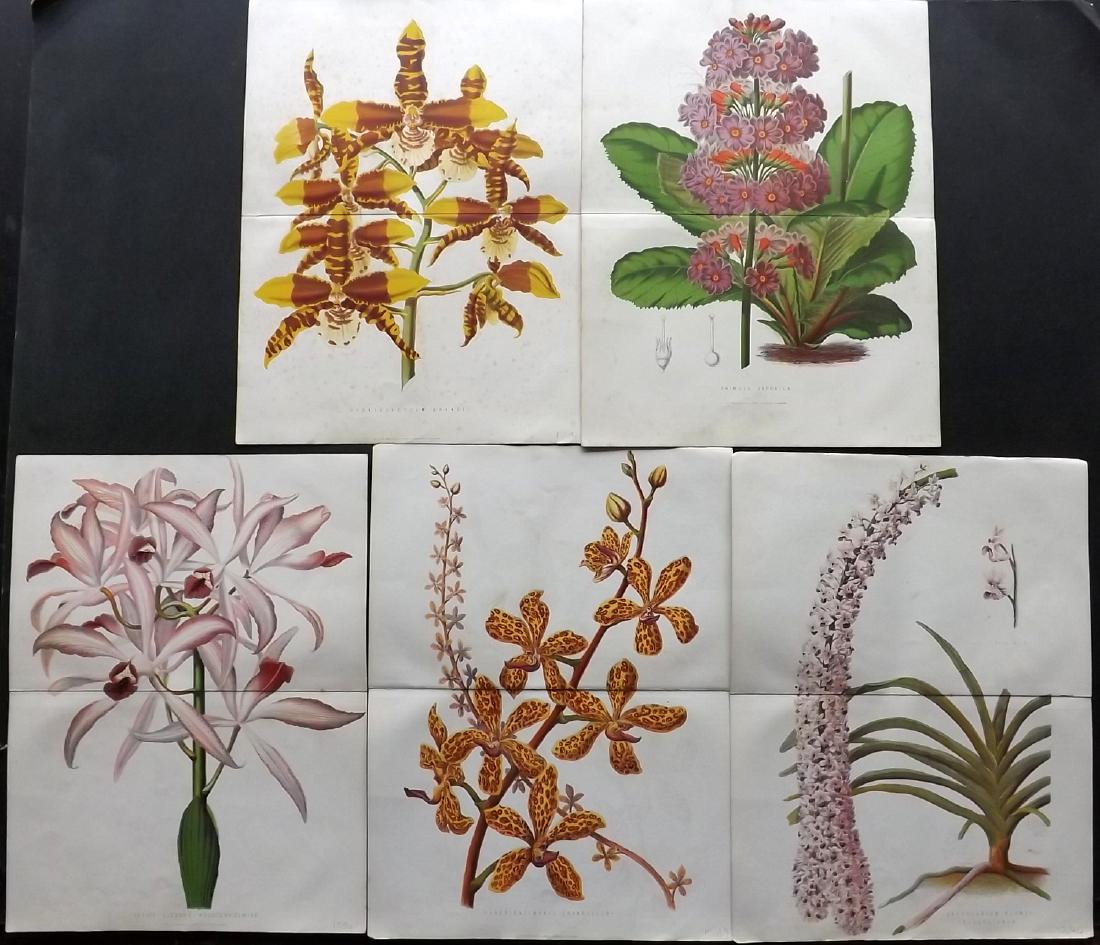 Anderson, James 1871 Lot of 5 Double Botanical Prints (1 of 2)