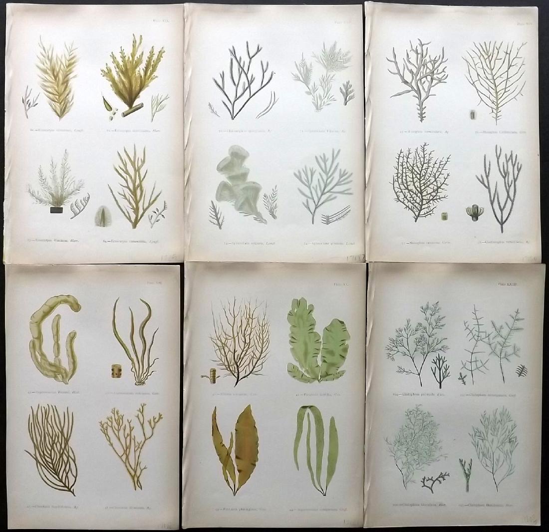 Gatty, Mrs Alfred 1872 Lot of 6 Seaweed Prints (1 of 2)