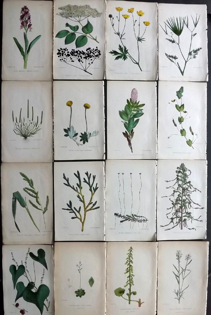 Hogg & Johnson C1870 Lot of 16 HCol Botanical Prints: Hand Coloured Lithographs Published 1863-1880, London for "The Wild Flowers of Great Britain" by Robert Hogg & George W. Johnson. Paper Size: 9 x 5.5 inch (23 x 14cm) Good Condition