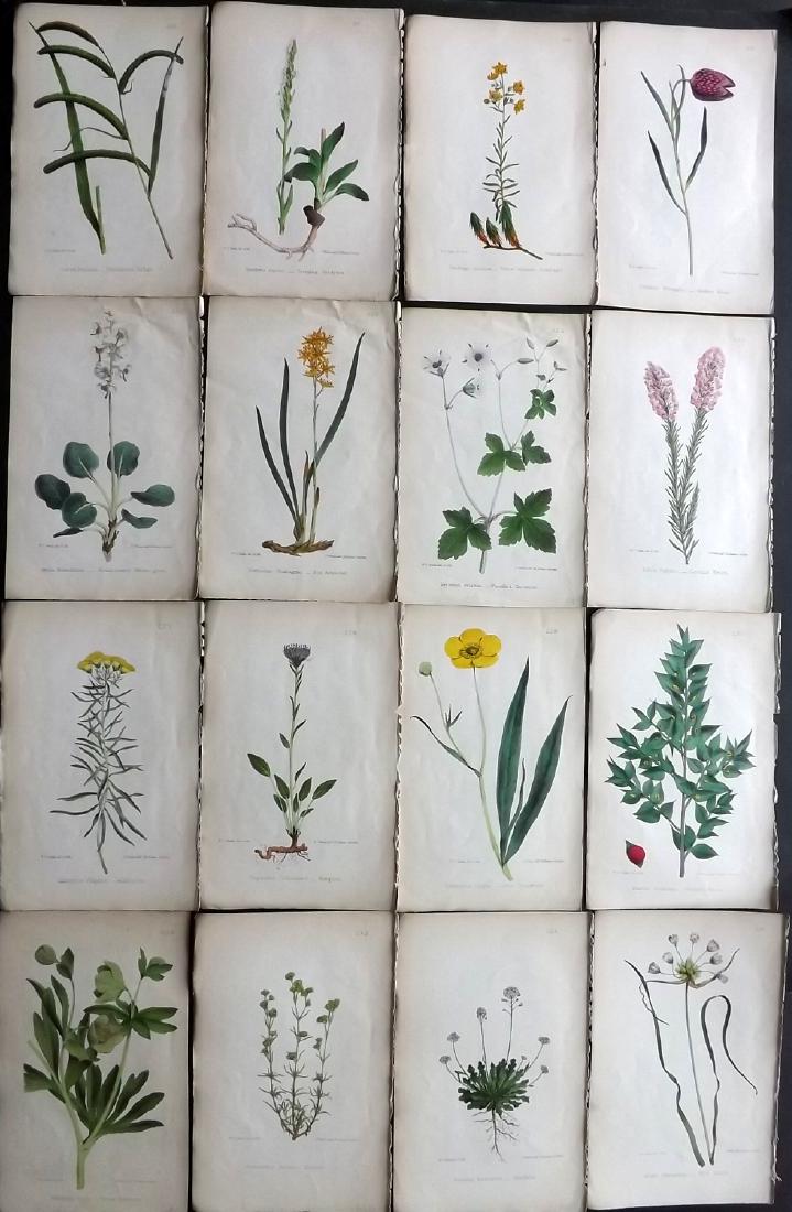 Hogg & Johnson C1870 Lot of 16 HCol Botanical Prints: Hand Coloured Lithographs Published 1863-1880, London for "The Wild Flowers of Great Britain" by Robert Hogg & George W. Johnson. Paper Size: 9 x 5.5 inch (23 x 14cm) Good Condition