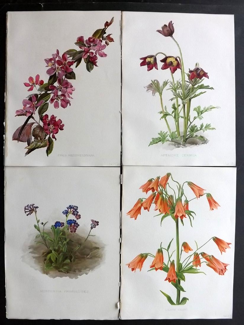 Moon, H. G. 1903 Lot of 4 Antique Botanical Prints (1 of 2)