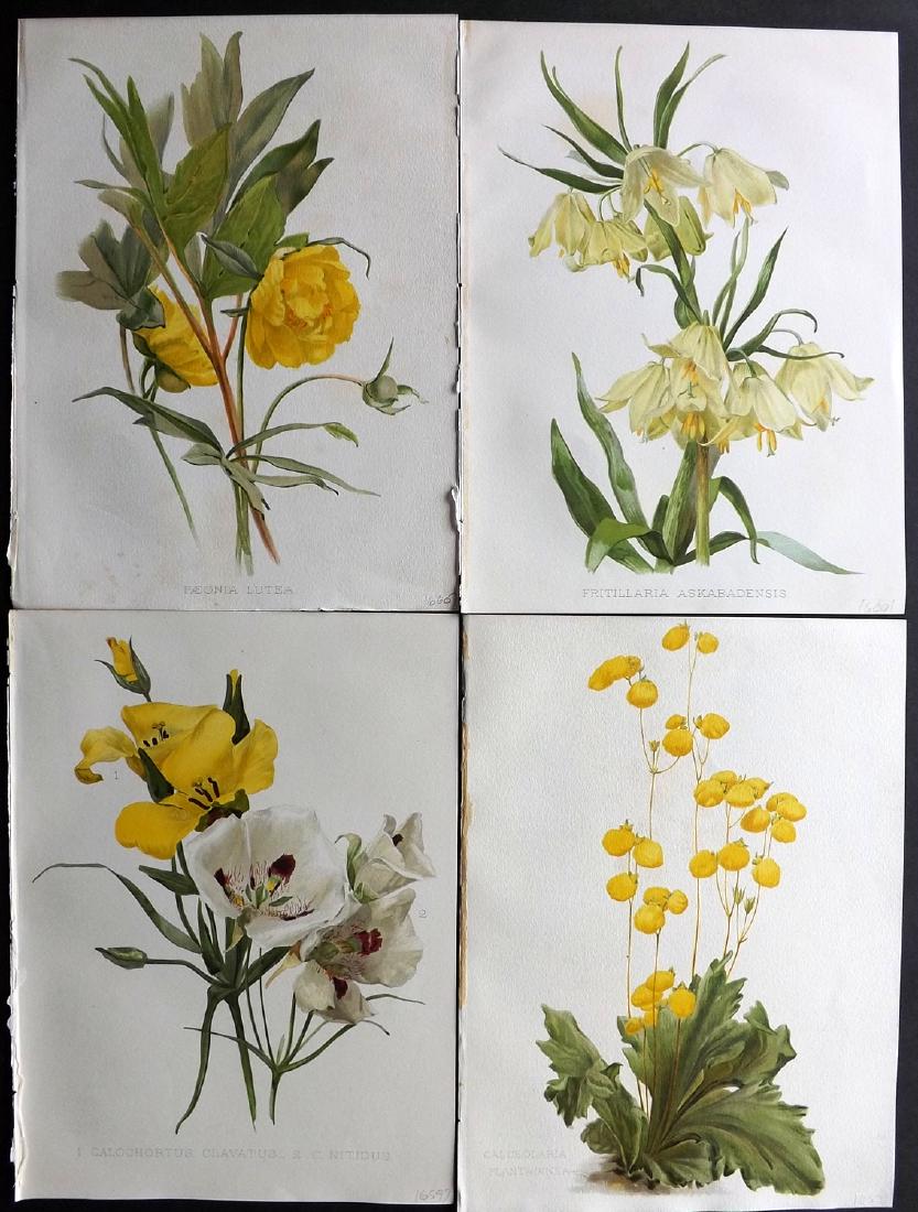 Moon, H. G. 1903 Lot of 4 Antique Botanical Prints (1 of 2)