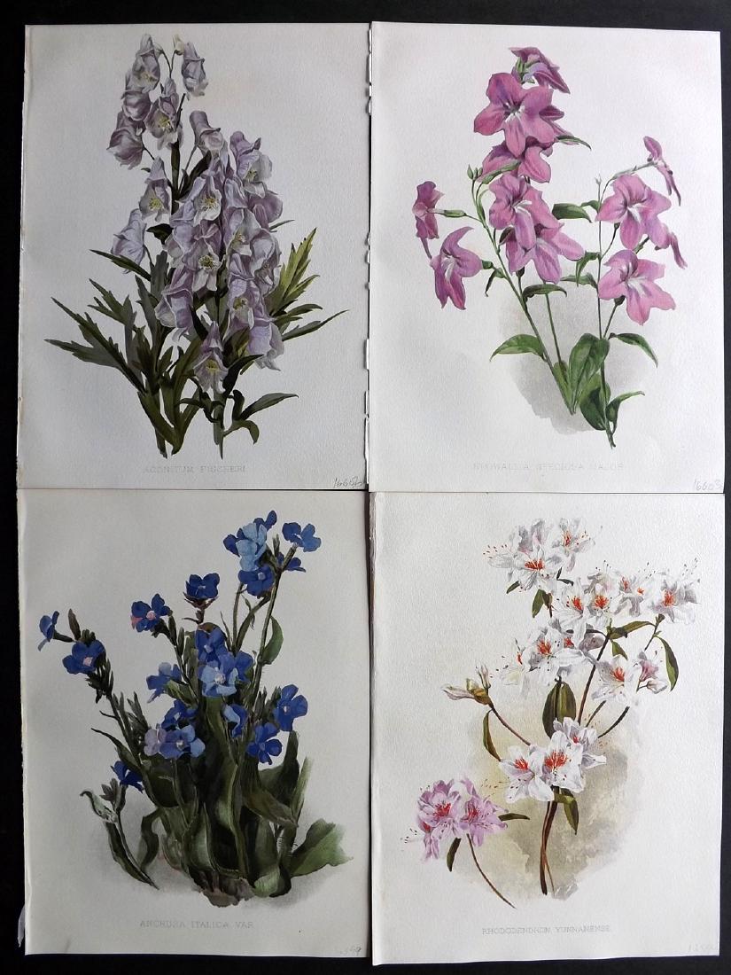 Moon, H. G. 1903 Lot of 4 Antique Botanical Prints: Chromolithographs Published 1903-05, London for "Flora and Sylva" by William Robinson.Illustrated by H. G. Moon. Paper Size: 12.5 x 9.5 inch (32 x 24cm) Good Condition