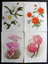 Moon, H. G. 1903 Lot of 4 Antique Botanical Prints