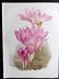 Moon, H. G. 1903 Lot of 4 Antique Botanical Prints - 2