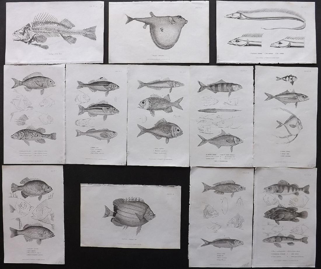 Cuvier, Baron C1830 Lot of 12 Prints. Fish (1 of 2)