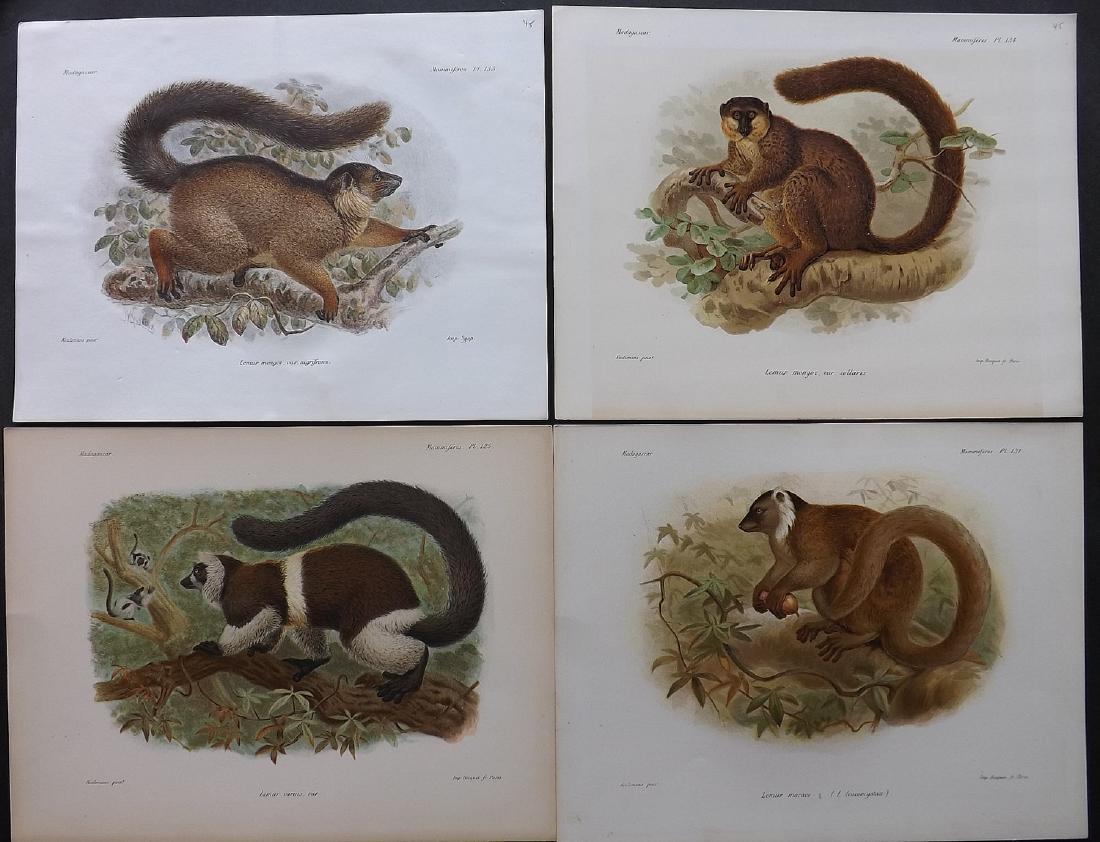 Keulemans Madagascar 1885 Lot of 4 Prints of Lemurs (1 of 2)