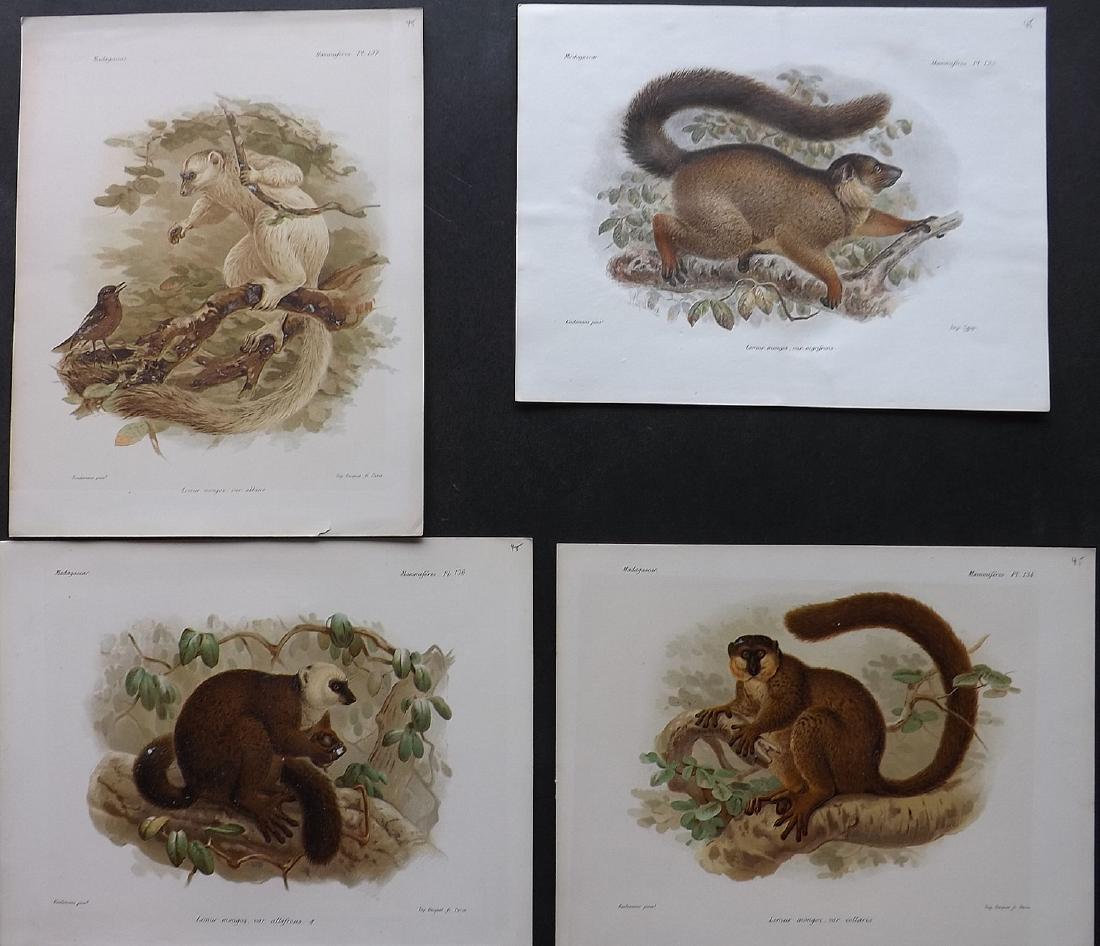 Keulemans Madagascar 1885 Lot of 4 Prints of Lemurs (1 of 2)