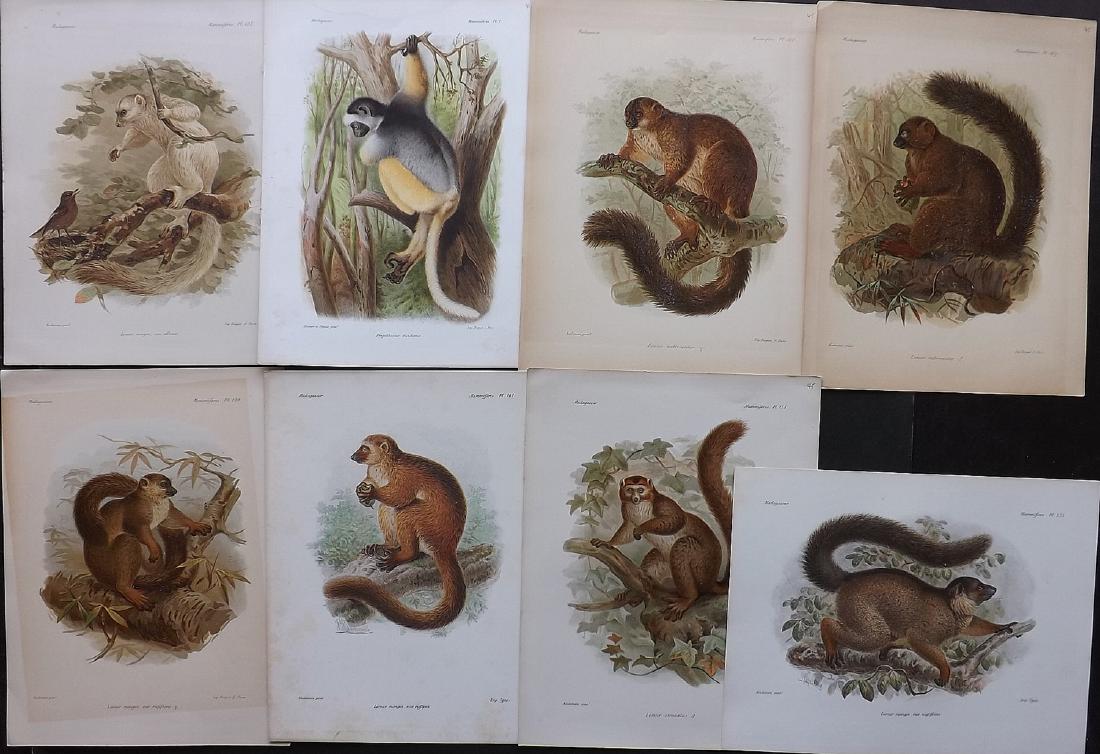 Keulemans Madagascar 1885 Lot of 8 Prints of Lemurs (1 of 2)