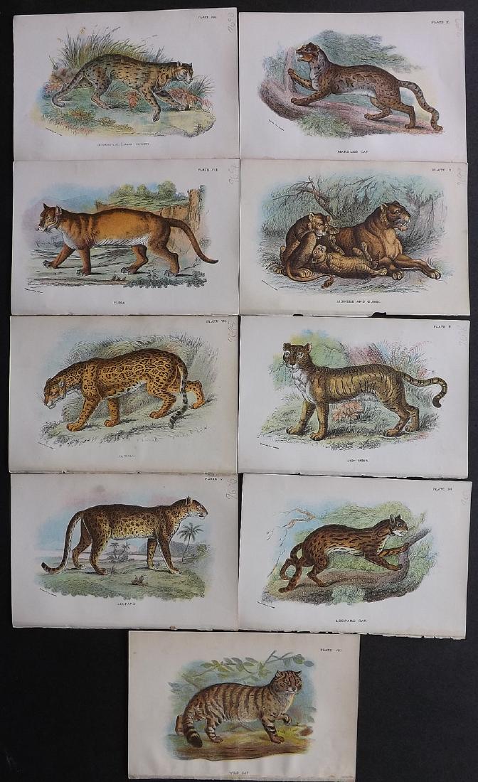 Lloyds's 1897 Lot of 9 Antique Prints. Big Cats etc (1 of 2)