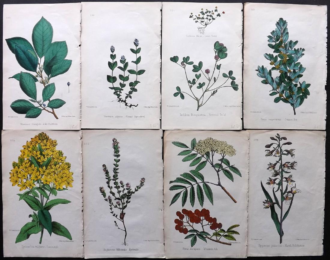 Hogg & Johnson C1870 Lot of 16 HCol Botanical Prints: Hand Coloured Lithographs Published 1863-1880, London for "The Wild Flowers of Great Britain" by Robert Hogg & George W. Johnson. Paper Size: 9 x 5.5 inch (23 x 14cm) Good Condition