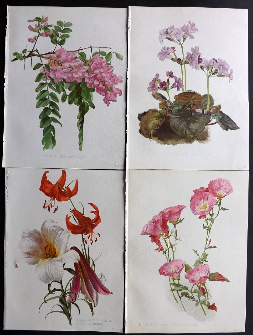 Moon, H. G. 1903 Lot of 4 Antique Botanical Prints (1 of 2)