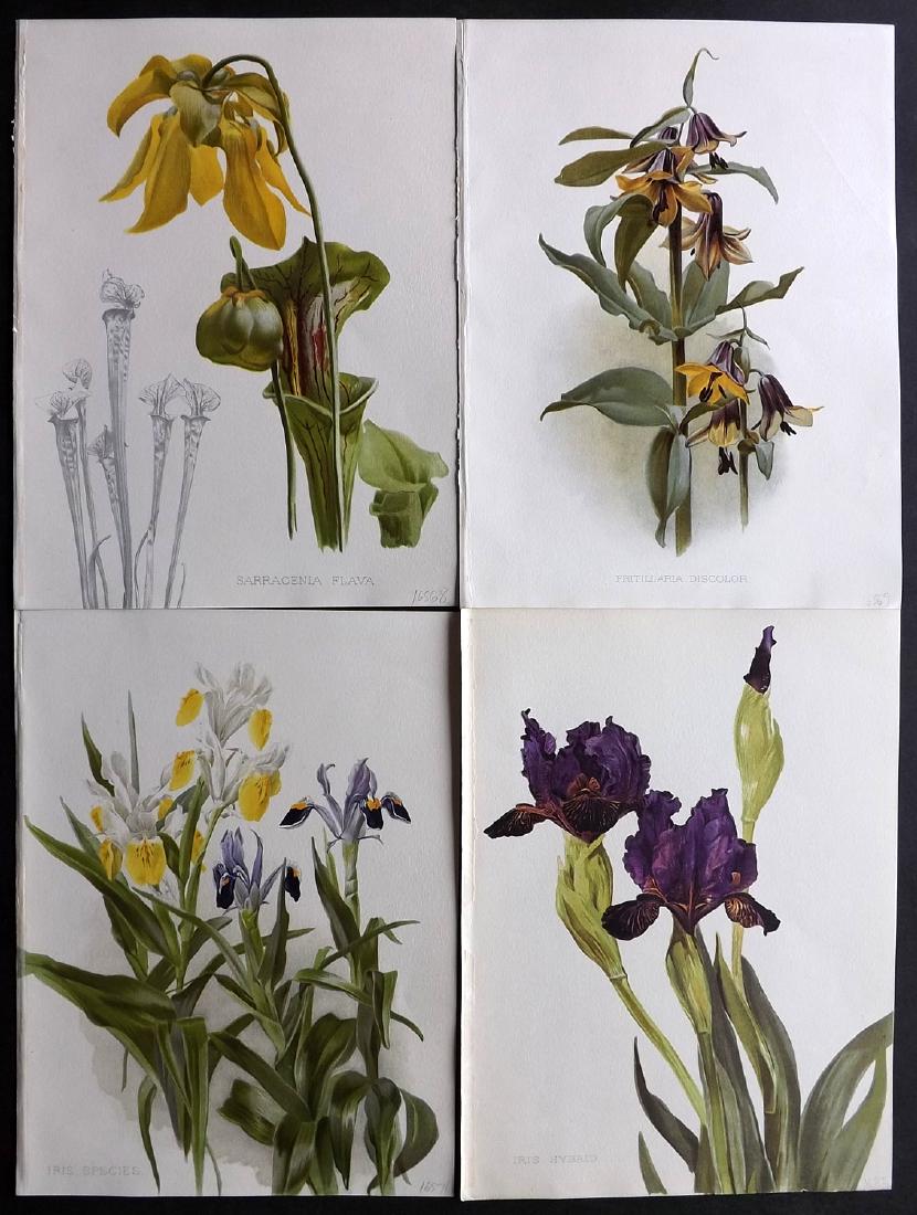Moon, H. G. 1903 Lot of 4 Botanical Prints. Iris etc (1 of 2)