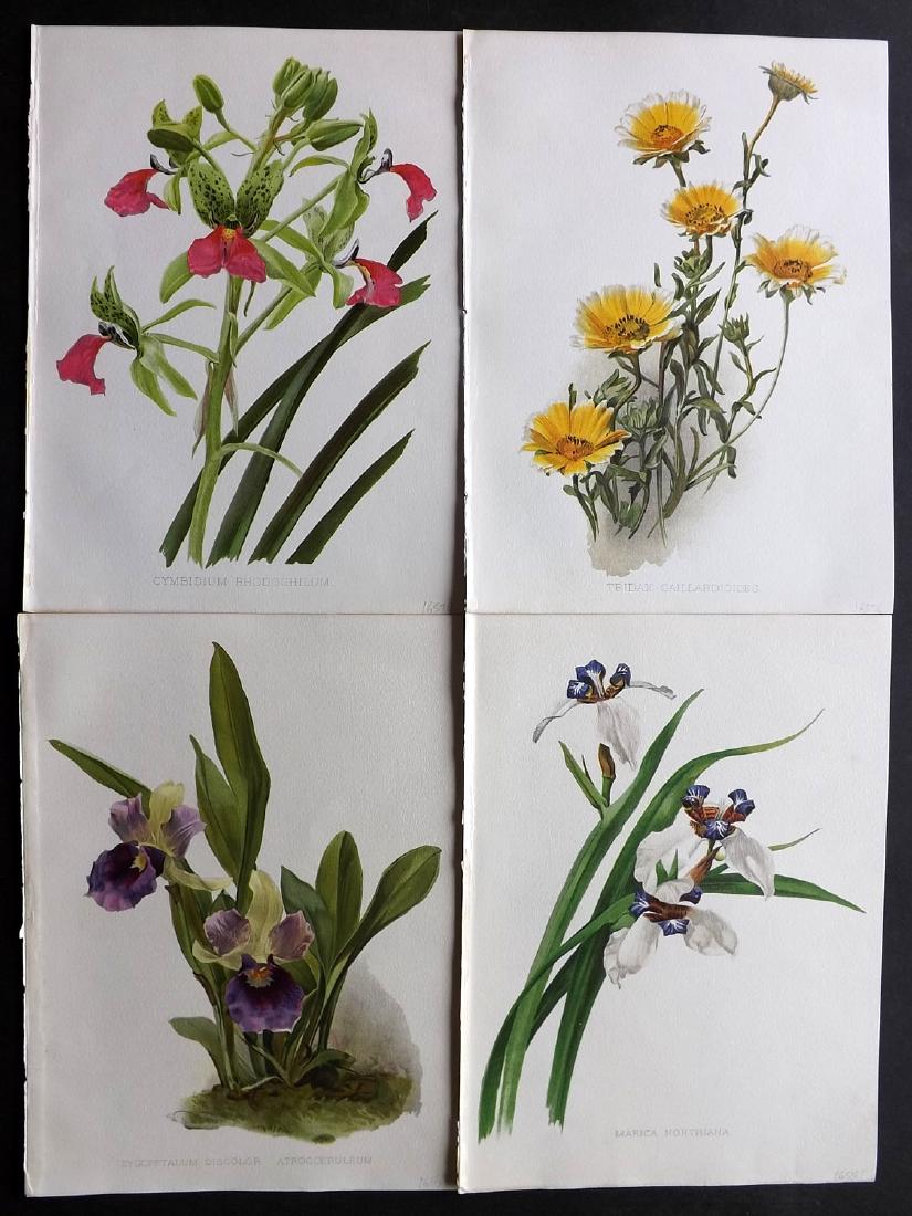 Moon, H. G. 1903 Lot of 4 Botanical Prints. Orchids etc (1 of 2)